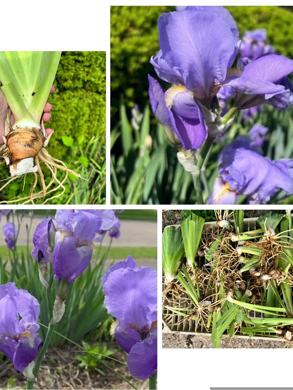 Purple Iris Rhizomes. Prices in the description.